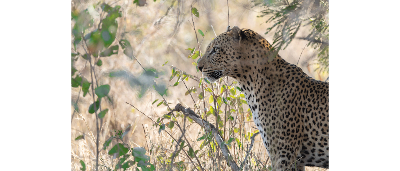La nature en mouvement : filmer la faune au Kruger avec le trépied Manfrotto ONE Hybrid