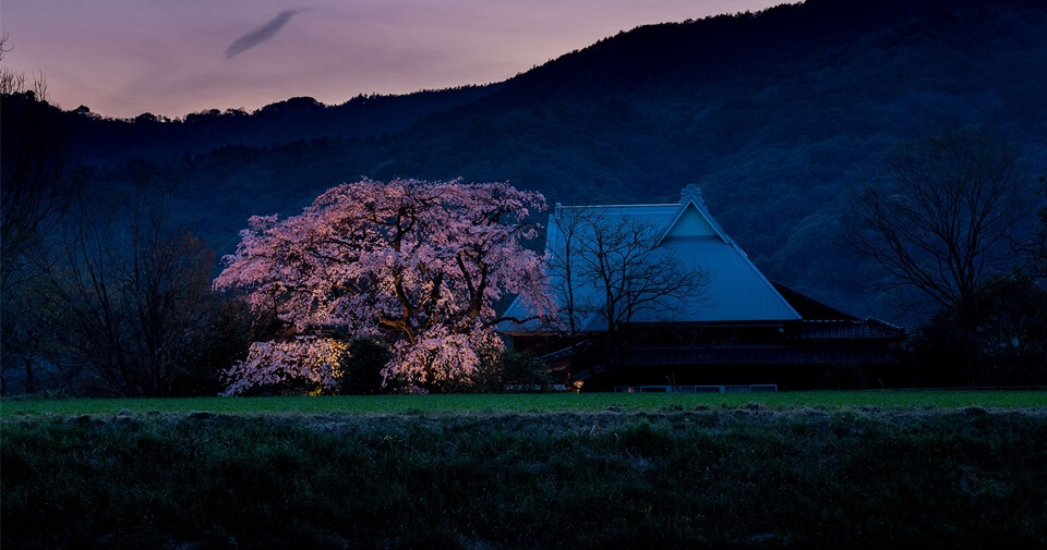 Enjoy the quiet beauty of Sakura season in Japan with Michiko Seike