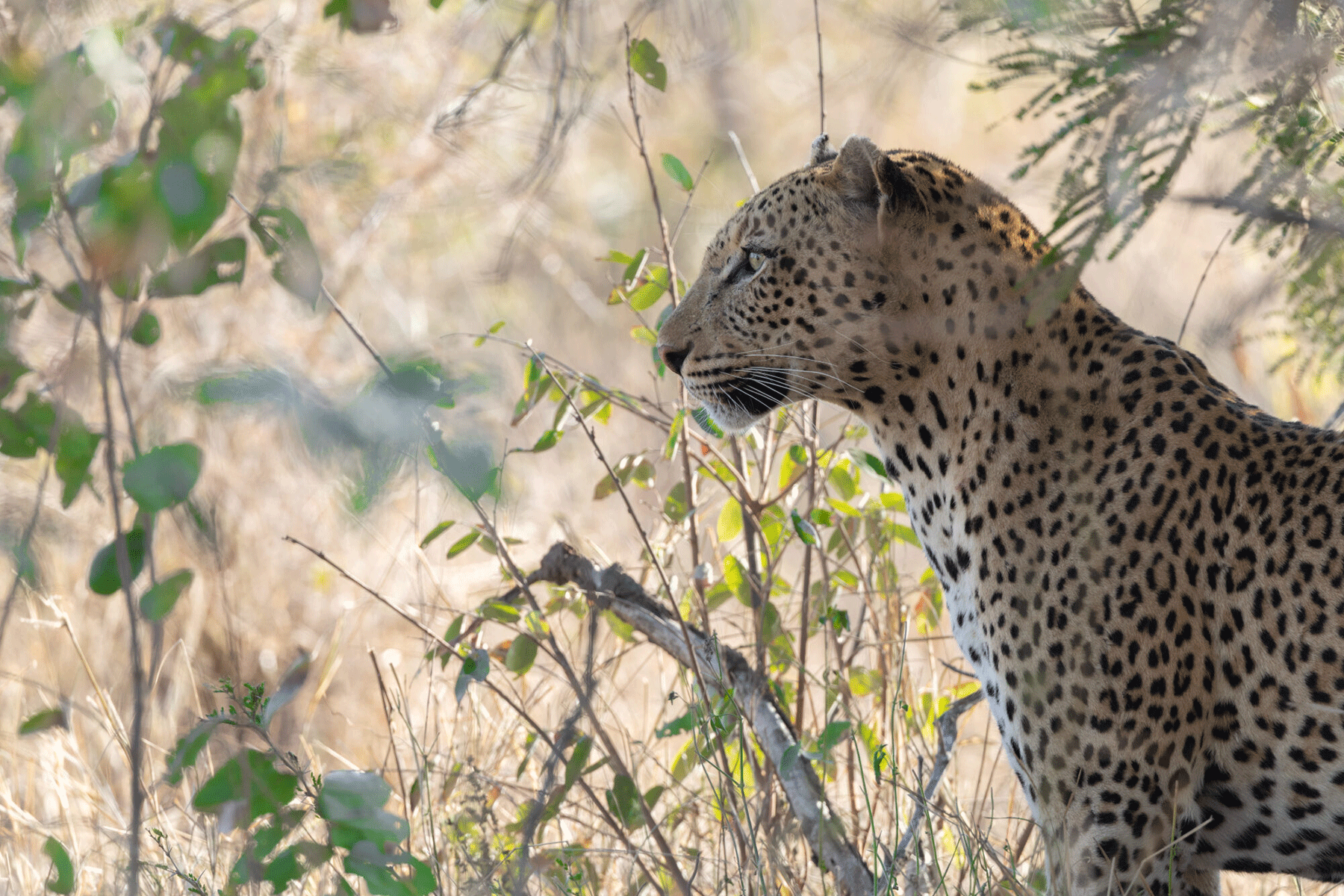 La naturaleza en movimiento: filmar fauna en Kruger con el trípode Manfrotto ONE Hybrid  